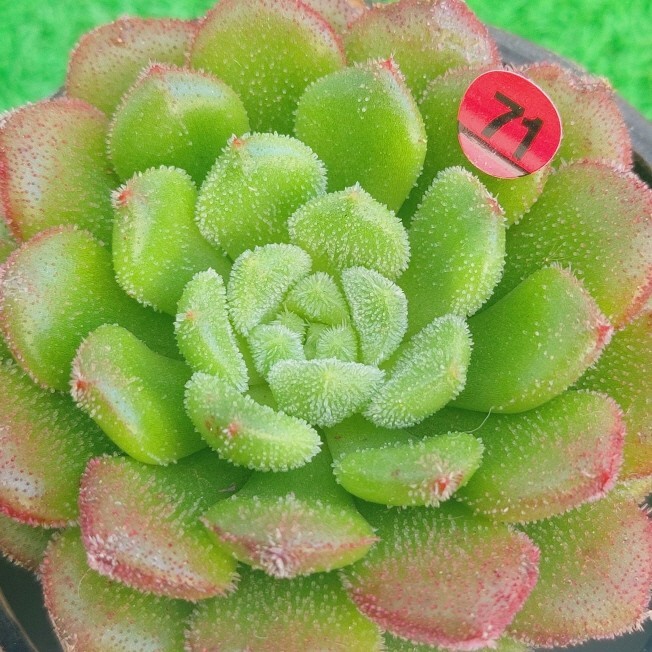 1102-R371 キャロル エケベリア 多肉植物 韓国苗_画像2