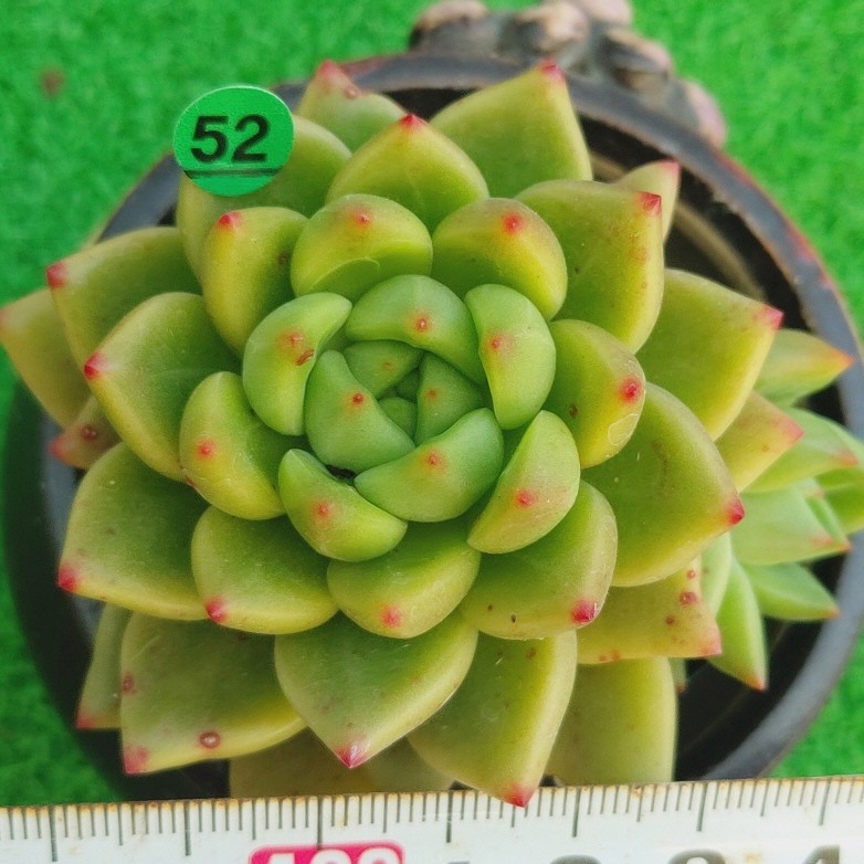 1128-G152 Coco エケベリア 多肉植物 韓国苗_画像1