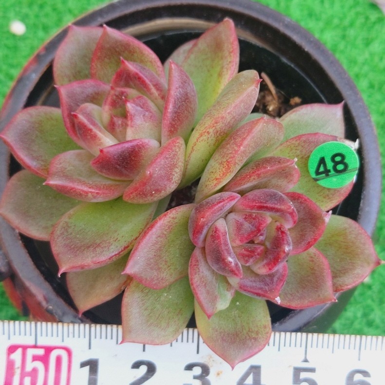 1107-G148 クッキー エケベリア 多肉植物 韓国苗_画像1