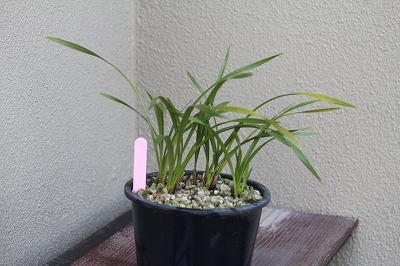 蜜蜂ランキンリョウヘンの６寸プラ鉢植え、その８。_キンリョウヘン。