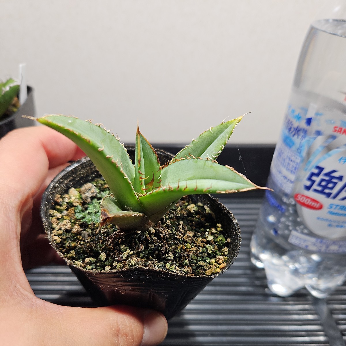 1円スタート レア株　アガベ　チタノタ　金剛狼 ウルヴァリン中株　agave titanota オテロイ実生付　コレクション株　特別セール_画像8