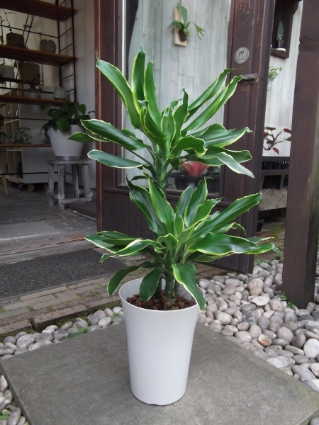 現物出品【ドラセナ・ゴールドコースト＊Dracaena fragrans Golden Coast】７号_画像2