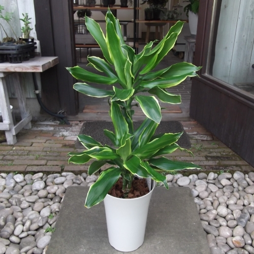 現物出品【ドラセナ・ゴールドコースト＊Dracaena fragrans Golden Coast】７号_画像1