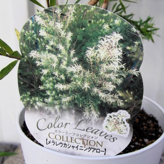 『メラレウカ・シャイニングアロー＊Melaleuca Linariifolia Shining Arrow』４号　写真同等品_画像5