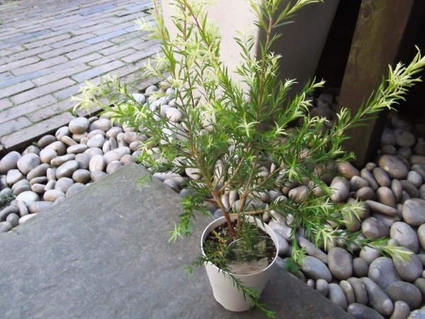 『メラレウカ・シャイニングアロー＊Melaleuca Linariifolia Shining Arrow』４号　写真同等品_画像4