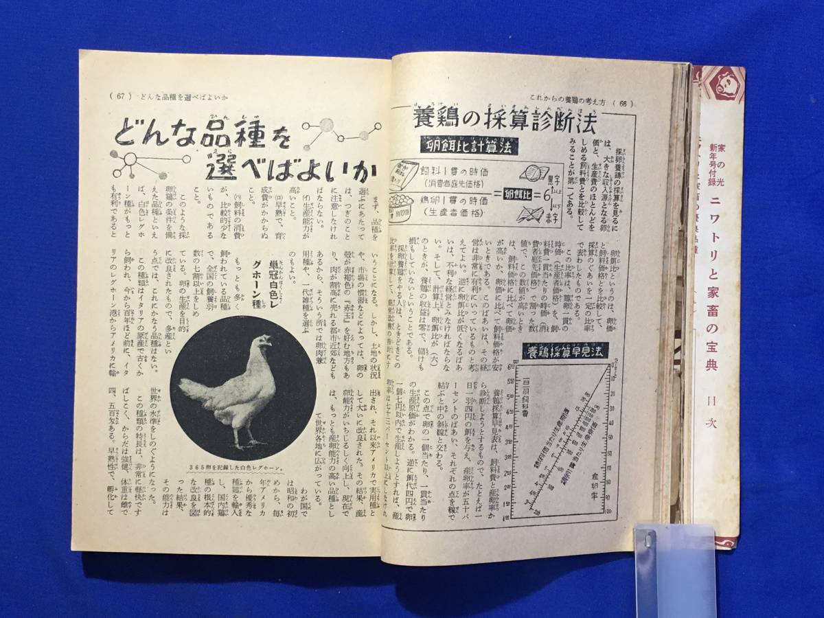 CL689m●「ニワトリと家畜の宝典」 昭和33年 家の光 新年号付録 養鶏/乳牛/家禽/養兎/養蜂/挿画:田中武一郎・松下井知夫_画像6