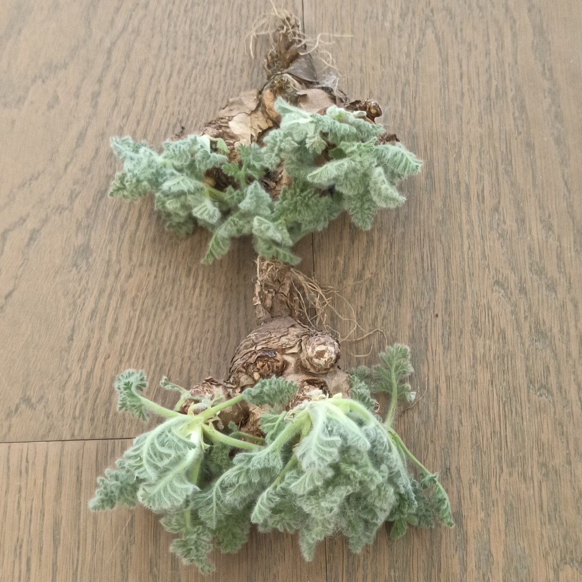 S201 多肉植物 塊根植物 Pelargonium appendiculatum / ペラルゴニウム アッペンディクラツム 塊根植物 実生2株 希少種_画像5