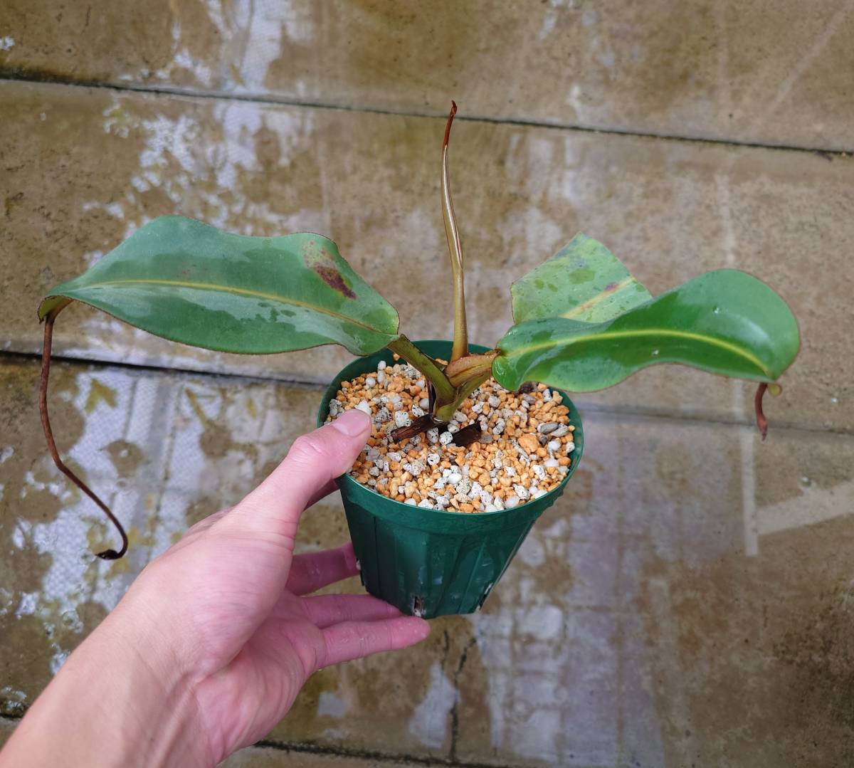 Nepenthes xalisaputrana 食虫植物 ウツボカズラ ネペンテス_出品株