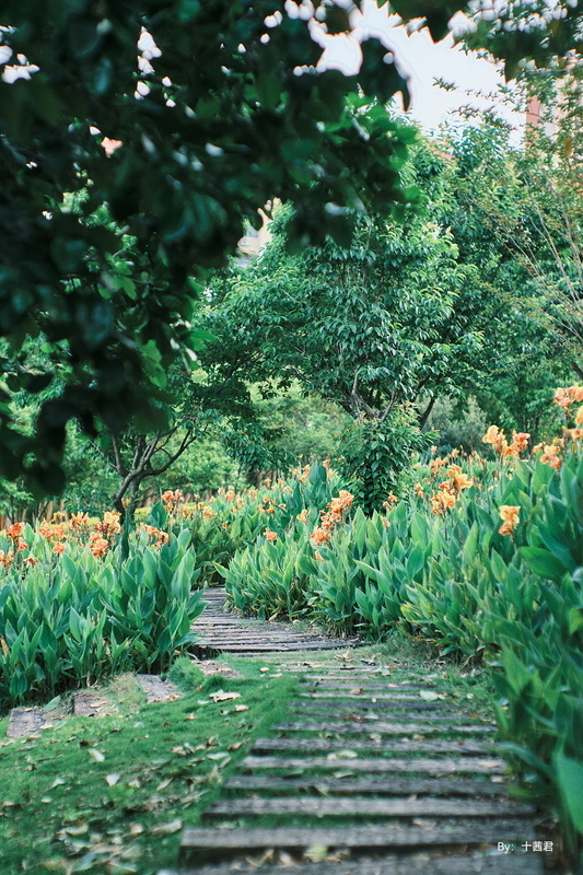 銘匠光学 TTArtisan 50mm f/0.95 C Lマウント(APS-C) ブラック×シルバー 中望遠_画像6