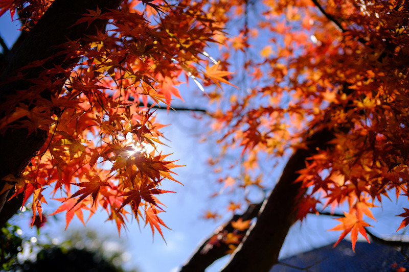 銘匠光学 TTArtisan 23mm f/1.4 C (Lマウント) (ブラック × シルバー) APS-C 単焦点レンズ 準広角_画像4