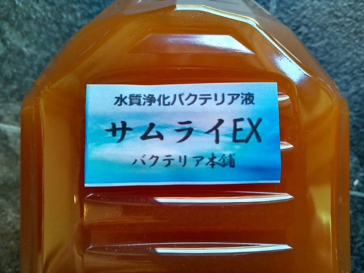 【バクテリア本舗 本店】サムライEX [20L]高濃度水質浄化バクテリア液(らんちゅう,めだか,グッピー,金魚,錦鯉,シュリンプ,熱帯魚,海水魚）_日々の研究でサムライEXも毎年強力に進化！