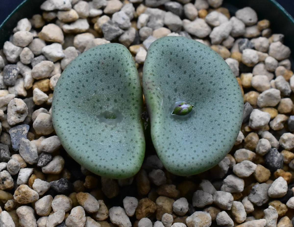 コノフィツム　Conophytum crateriforme CR1427 ex.CR クラテリフォルメ_画像1