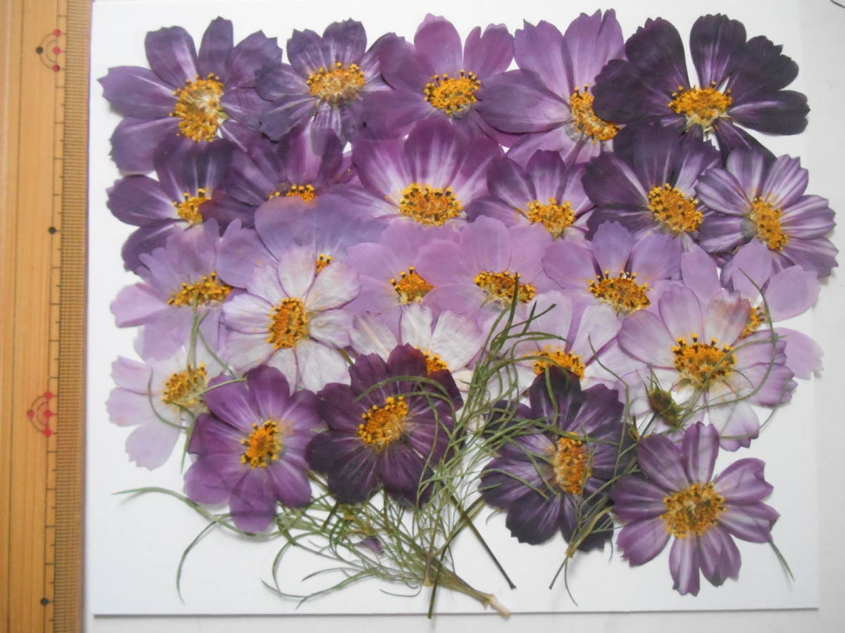  Cosmos ( autumn Sakura ) ⑤ [ free shipping * prompt decision * pushed flower material ]