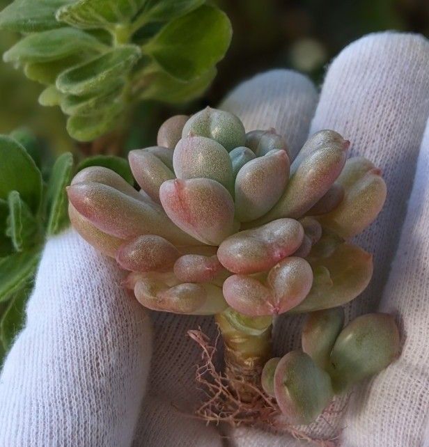 多肉植物　ビルゲイツ　韓国輸入苗・始興