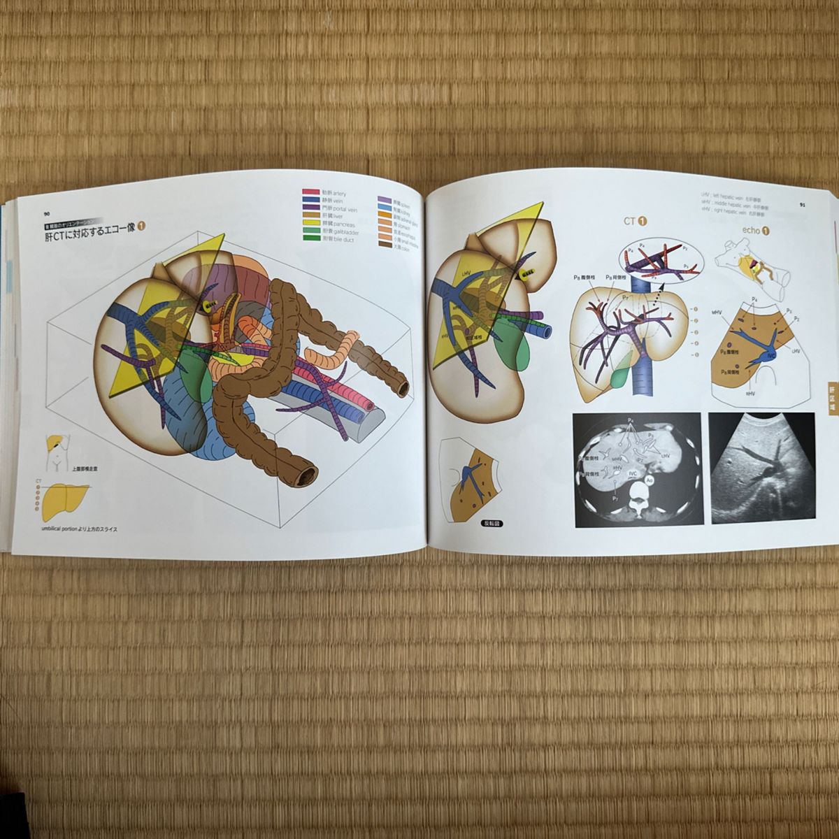 3D Anatomy 腹部エコー.CTを立体的に読む