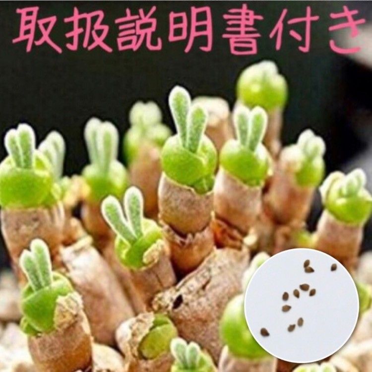 種10粒　モニラリア　うさぎの耳　育て方説明書付　多肉植物