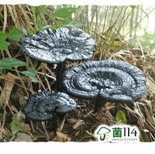 chi bed. ... raw original natural black bracket fungus weight 70~80g/ 1 pcs 