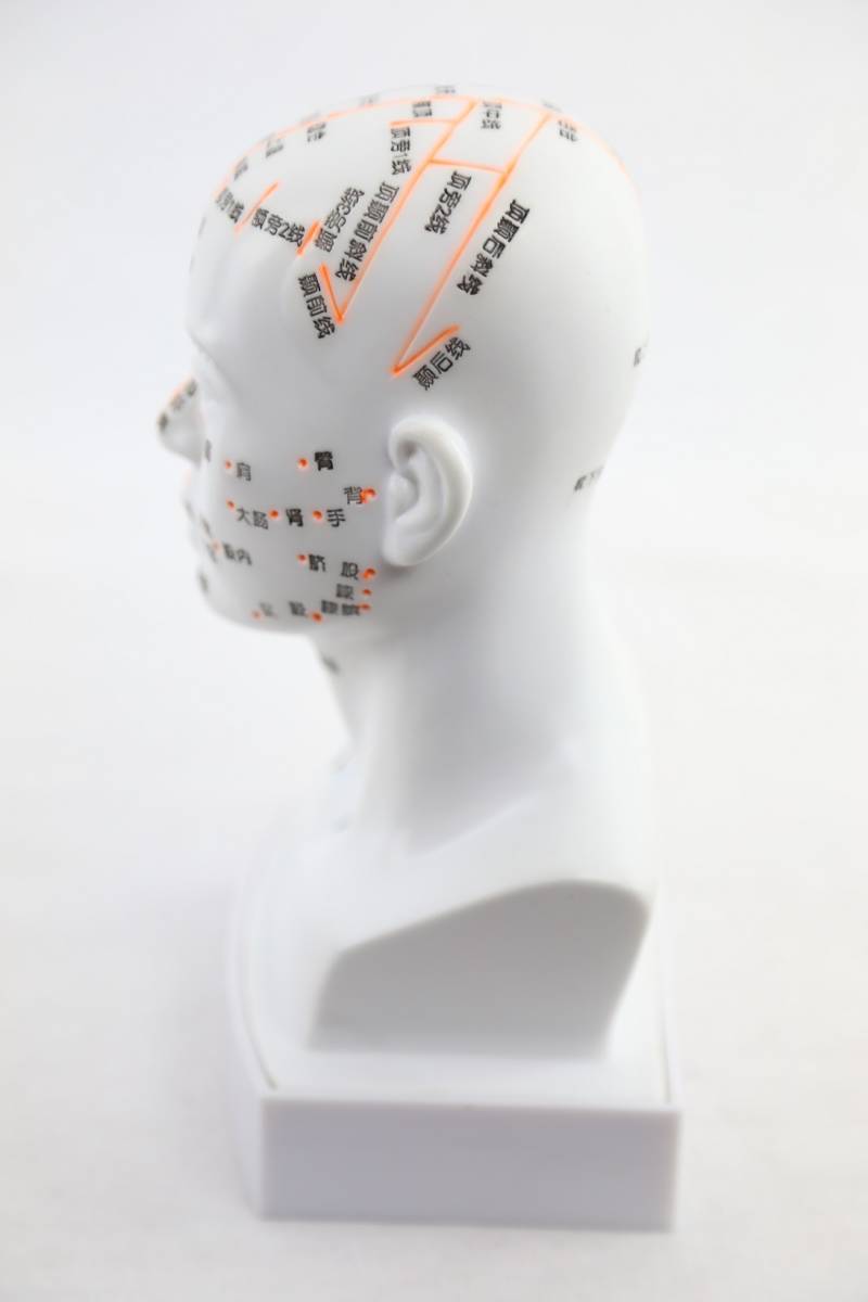 手刻 超きれい／人体模型 頭部 鍼灸模型 最新モデル 19㎝_画像2