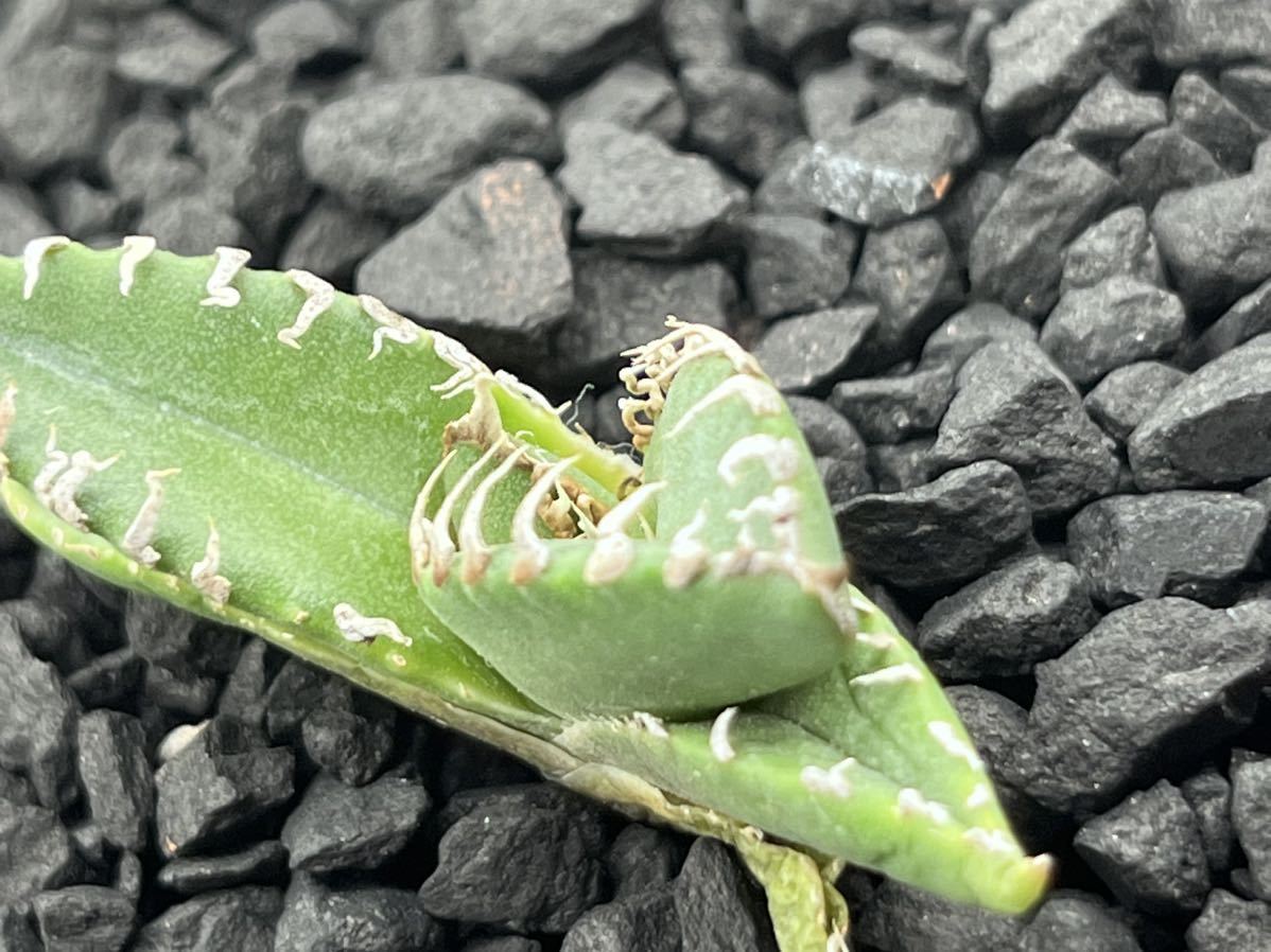 多肉植物アガベチタノタ　南アフリカダイヤモンド子株　狂刺　極上刺　【本物保証、偽物なら10倍罰金】　⑤_画像6