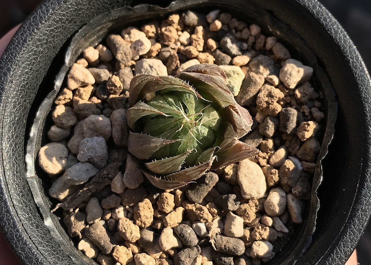 H. venetia, FSA192, 2km E of Hankey / ハオルチア 多肉植物 ベネチア Haworthia_画像3