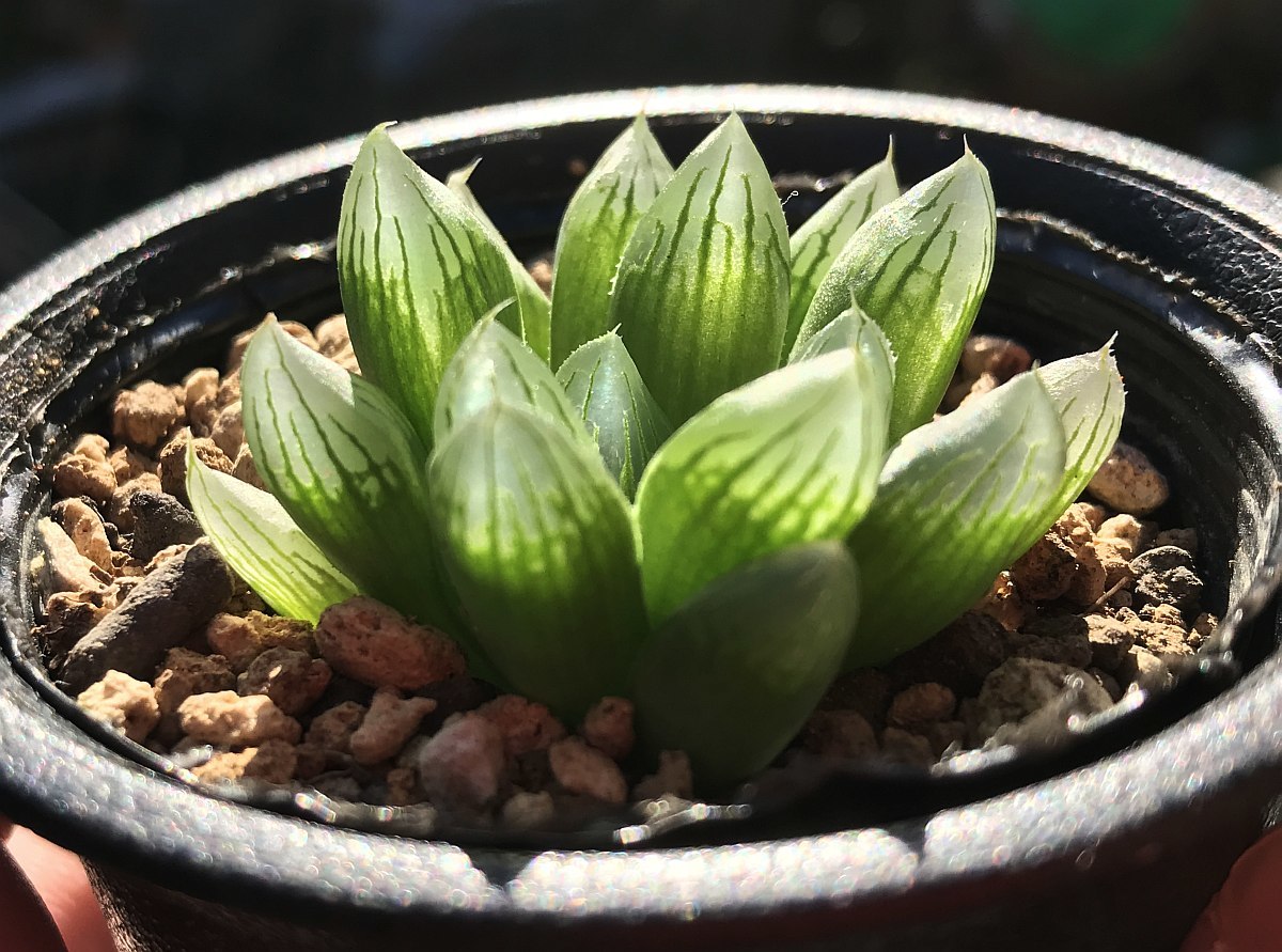 H. stayneri hyb. (MGR1 2/2) / 多肉植物 ハオルチア スタイネリ 交配 オブツーサ Haworthia_画像7