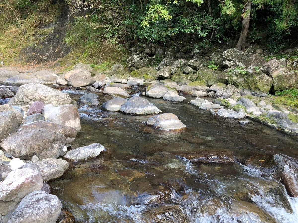 高知産 ☆土佐の清流☆ 　天然鮎 1６匹_画像4