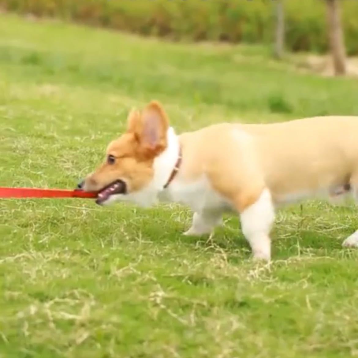 犬用リード／小型犬用リード／1.8m／小型犬／犬／散歩用リード／ペット用品／軽量　ブルー