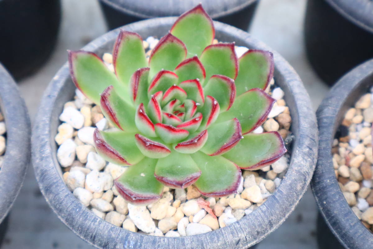 多肉植物　エケベリア・アルケイン_画像2