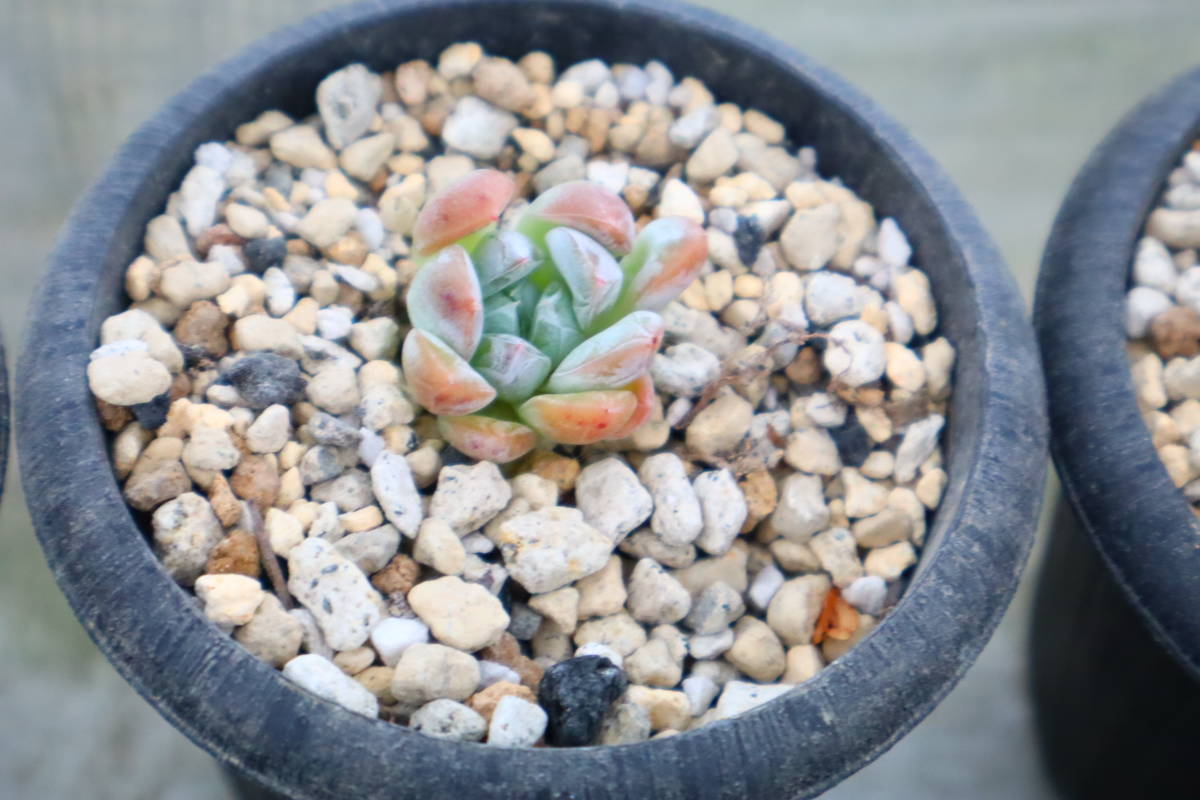 多肉植物　エケベリア・エルザ_画像2