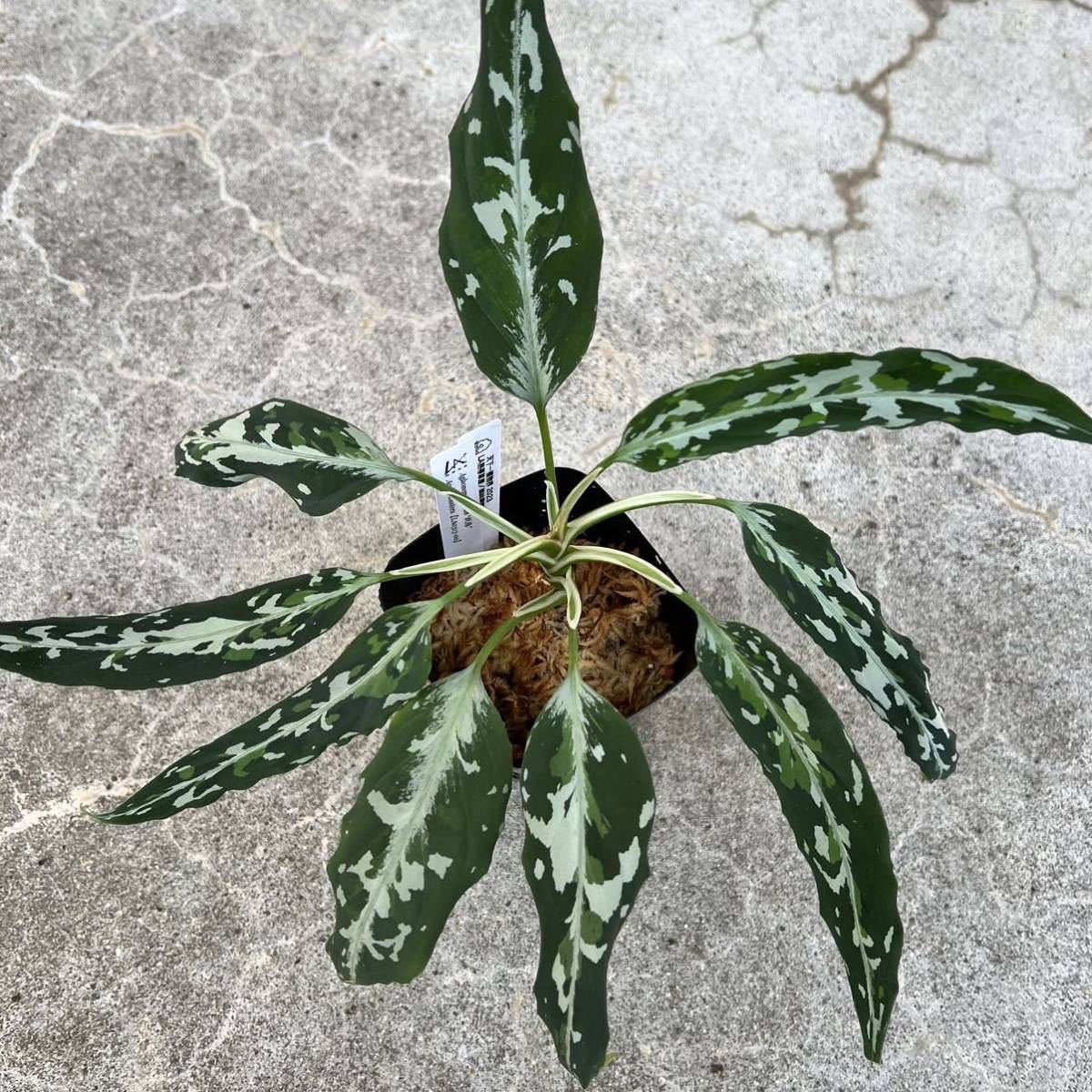 Yahoo!オークション - 正規タグ付き LA便ネームド株 Aglaonema Yahoo!オークション - 正規タグ付き LA便ネームド株 Aglaonema