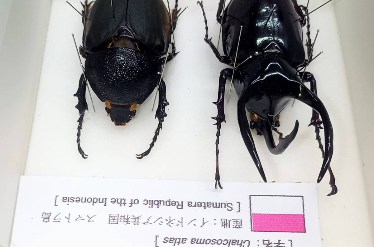 [ exhibition . exhibition pair ending specimen this way ornament .. ]sma tiger Atlas beetle msi[ world. chou&. insect collection large discharge great number exhibiting ]