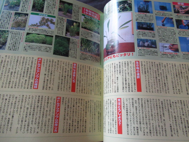 楽しい熱帯魚 2003.11神楽月号 ～プロが作る～小型水槽テクニック！！ コケ撲滅大作戦 ボトルアクアリウムを作ってみよう！！の画像2