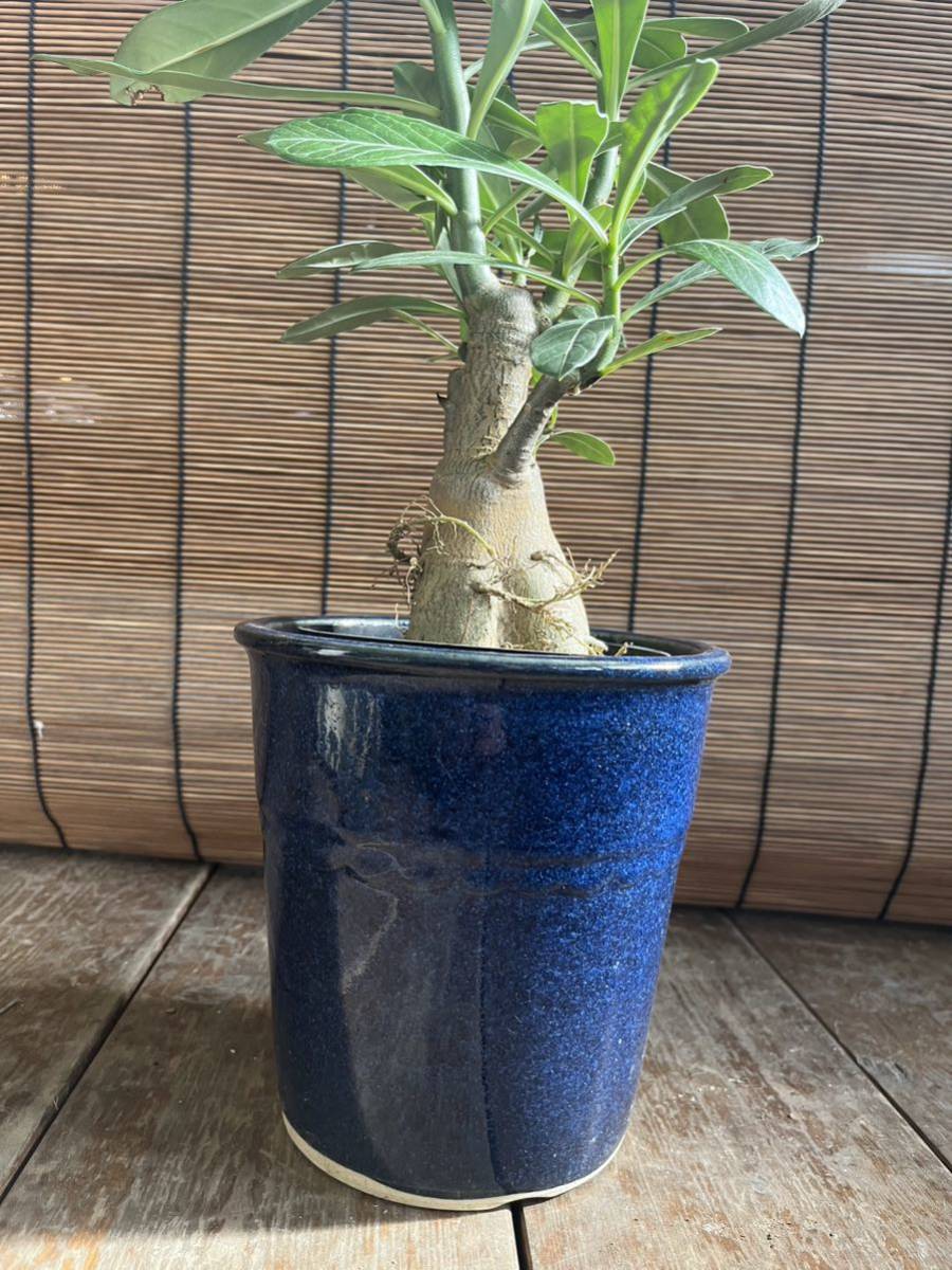 【未使用品】昔懐かしい.当時物.昭和レトロ.植木鉢3点セット.庭木.寄せ植えに.程度良好.お値打ち価格にて。_植物は参考のイメージです。