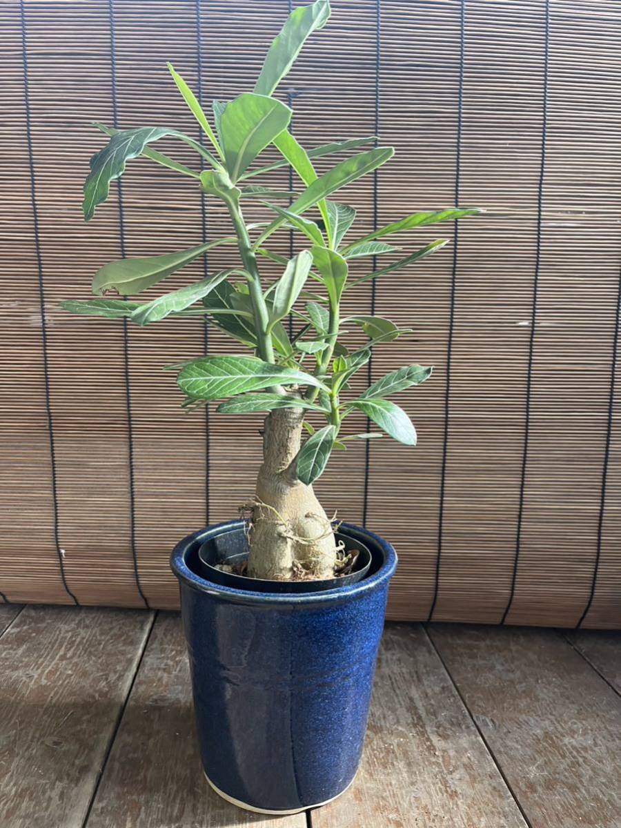 【未使用品】昔懐かしい.当時物.昭和レトロ.植木鉢3点セット.庭木.寄せ植えに.程度良好.お値打ち価格にて。_鉢カバーとしてもお使い下さい。