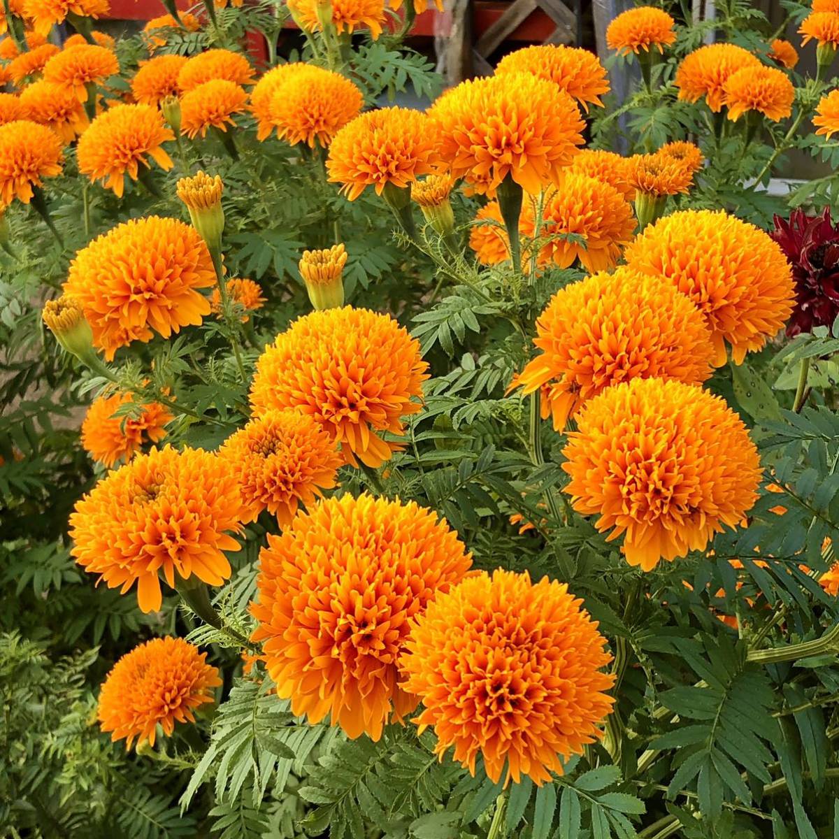 アフリカンマリーゴールド橙　花の種3_画像6