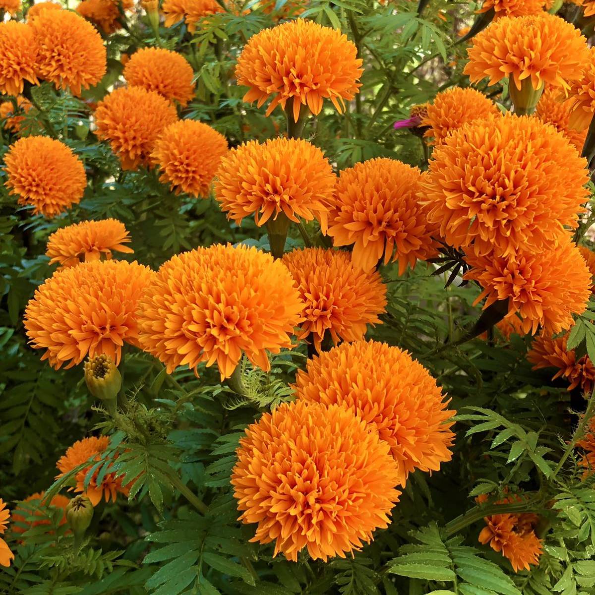 アフリカンマリーゴールド橙　花の種3_画像9