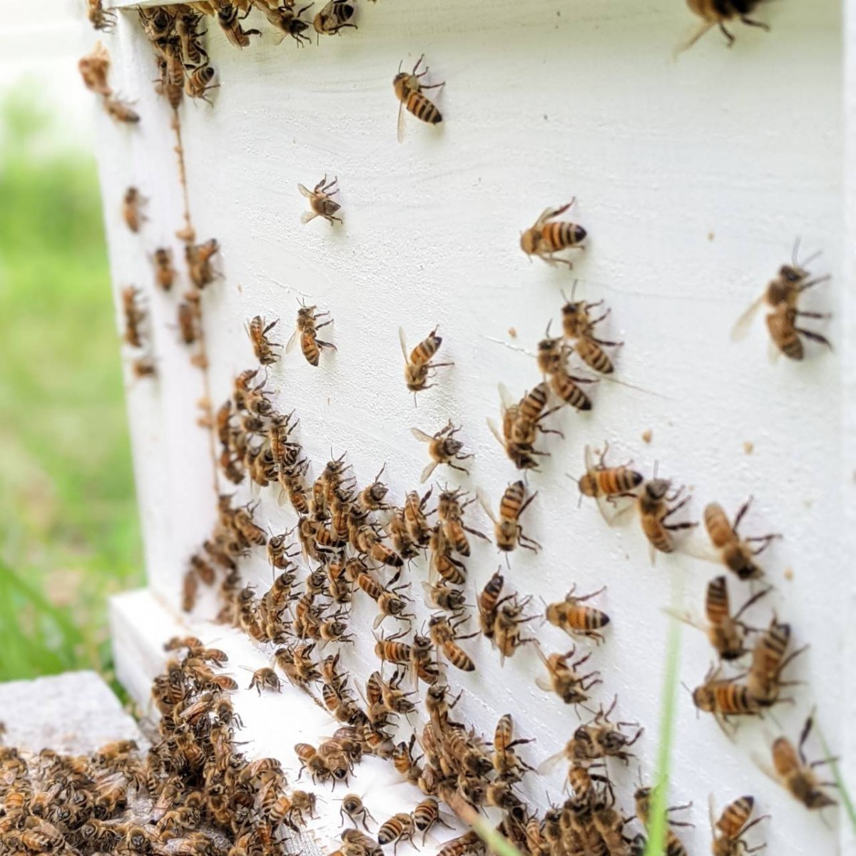 250g x 2 天然蜂蜜　生はちみつ　糖度80度　山奥の養蜂場で育てた蜜蜂が作った蜂蜜 完熟 国産蜂蜜 天然 百花蜜 非加熱はちみつ_画像3