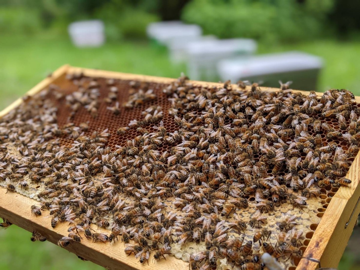 250g x 2 天然蜂蜜　生はちみつ　糖度80度　山奥の養蜂場で育てた蜜蜂が作った蜂蜜 完熟 国産蜂蜜 天然 百花蜜 非加熱はちみつ_画像6