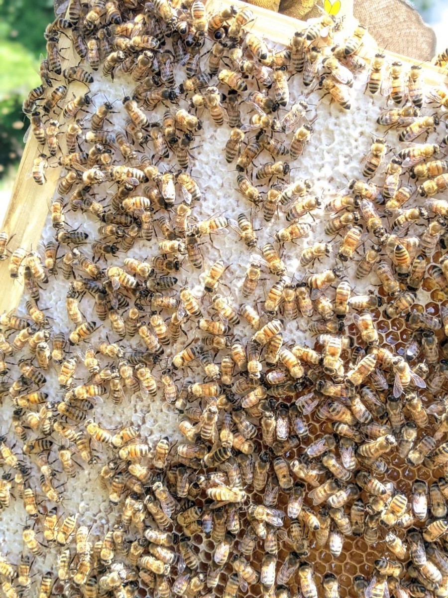 250g x 2 天然蜂蜜　生はちみつ　糖度80度　山奥の養蜂場で育てた蜜蜂が作った蜂蜜 完熟 国産蜂蜜 天然 百花蜜 非加熱はちみつ_画像2