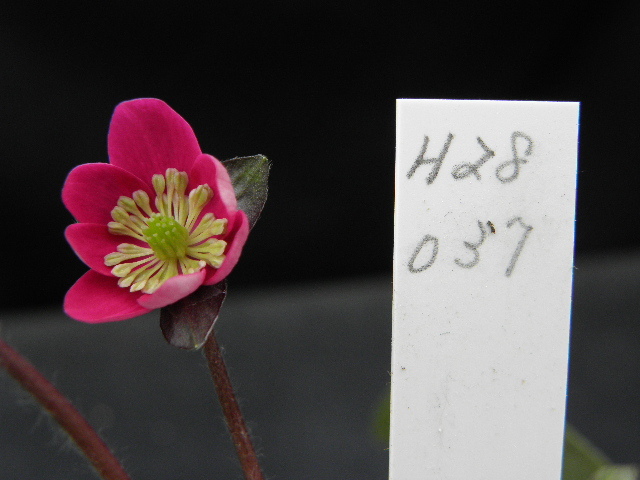 山野草　雪割草　オリジナル品　ピンク色系二段咲　■Ｈ２８　０３７■　１芽品_花の写真です。