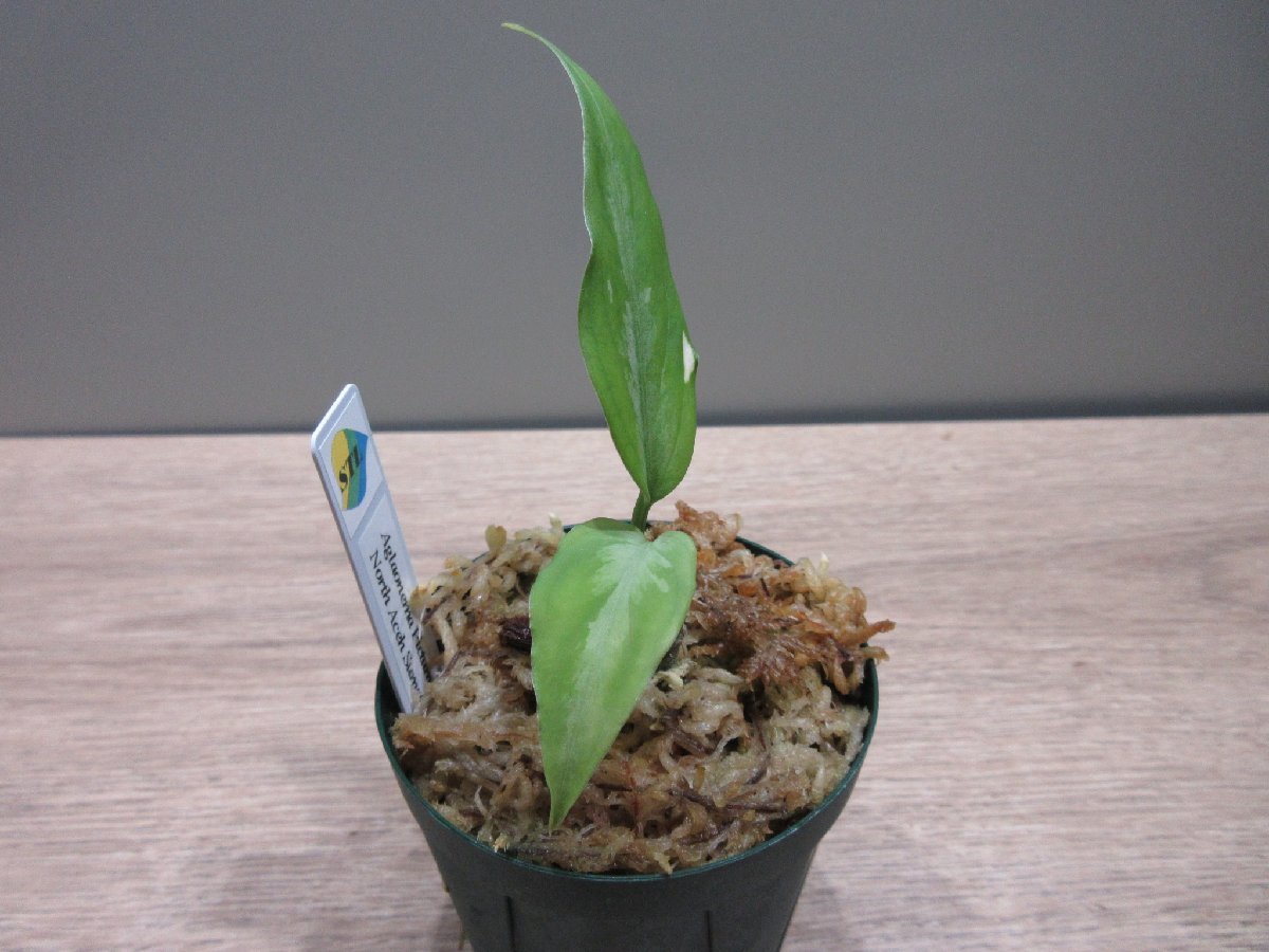 【銀2色】 アグラオネマ Aglaonema pictum North Aceh Sumatera TZ便_出品株です