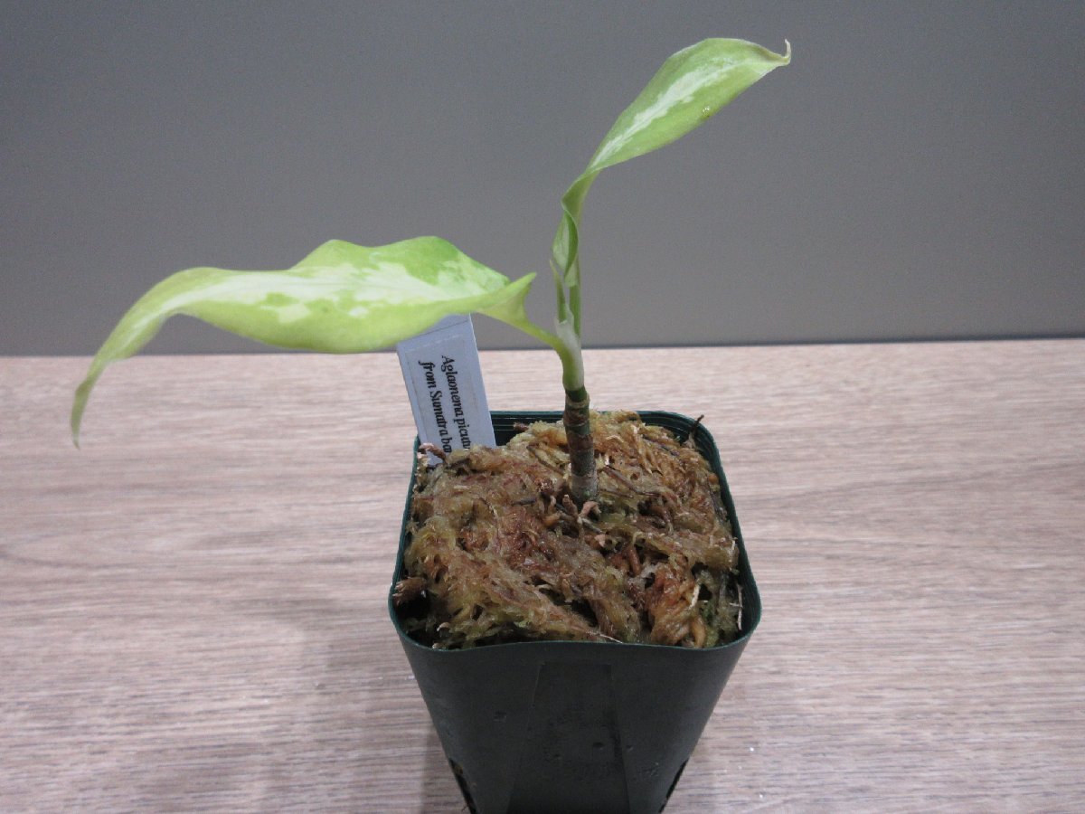 【美柄】 アグラオネマ Aglaonema pictum 1st Campur from Sumatra barat [AZ0512-X]_出品株です