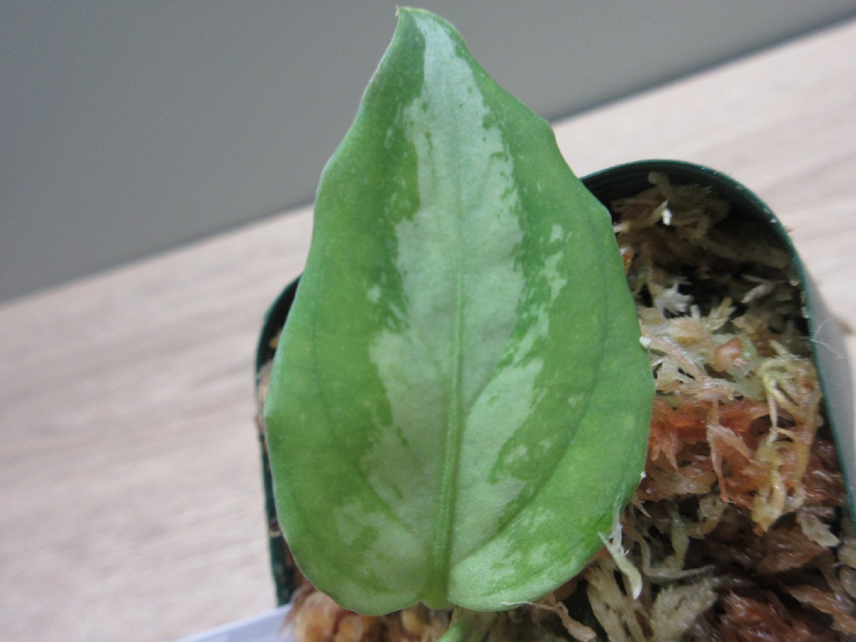 【Galaxy】アグラオネマ Aglaonema pictum “Galaxy”DFS from Sumatra Barat【AZ0912-1】_出品株です