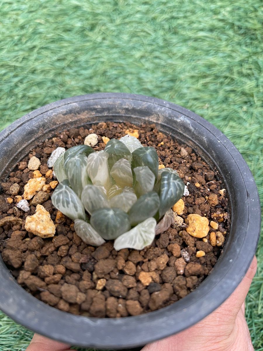 ハオルチア 三点セット 8CMポット レア物 多肉植物 桜水晶 琥珀 ハオルチア 三点セット 8CMポット レア物 多肉植物 桜水晶 琥珀