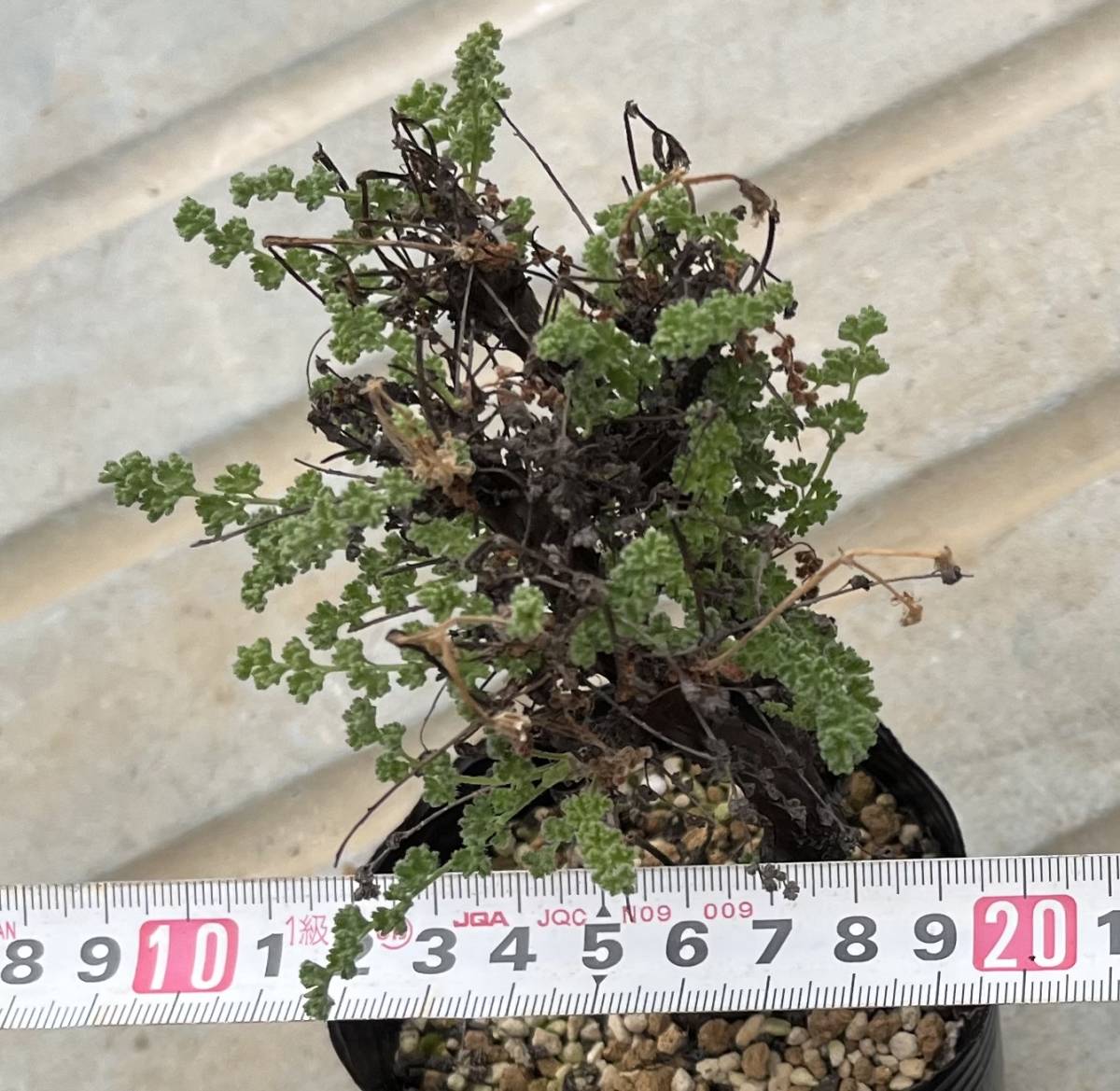 ペラルゴニウム　Pelargonium alternans (挿し木苗)_画像4