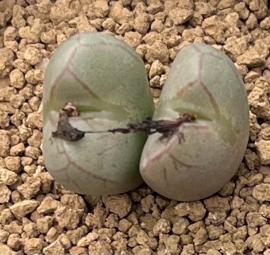 コノフィツム　Conophytum marunierianum H.Hammer 大型円空 ①_画像1