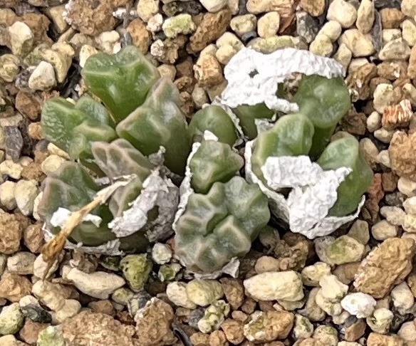 コノフィツム　Conophytum ectypum ssp.sulcatum SB1118 Animub ②_画像1