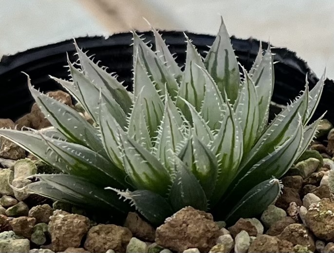 ハオルチア　Haworthia tomei (H.cooperi var.gordoniana)MBB6810 Joubertina (5枚目親株見本)_画像3