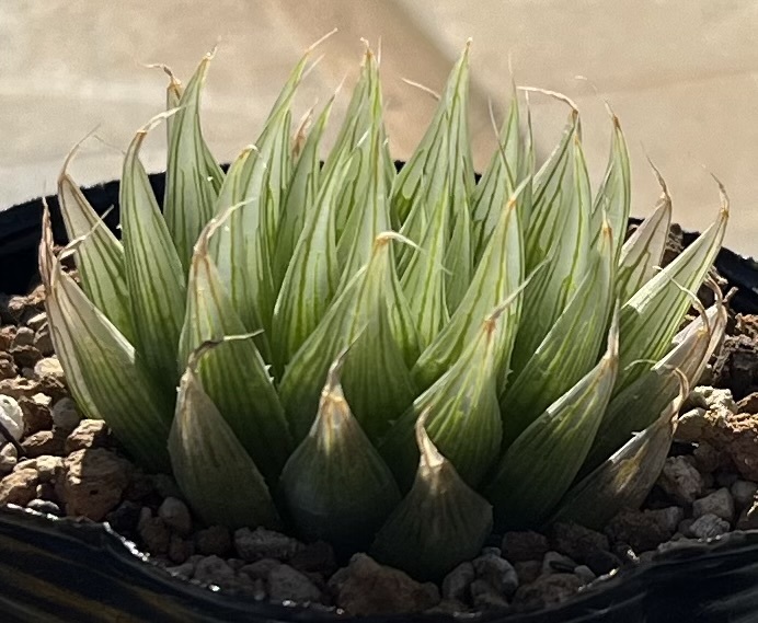 ハオルチア　Haworthia cooperi var.gordoniana MBB6830 E Komdomo_画像3