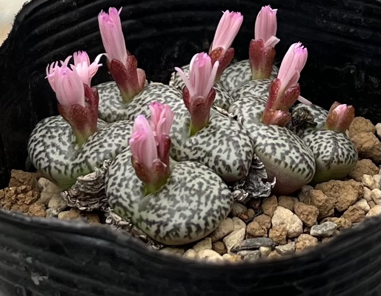 コノフィツム　Conophytum obcordellum “stayneri” RR992 ①_画像2